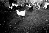 campagne24_poules