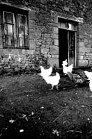 campagne25_poules