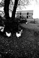 campagne33_poules