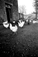 campagne37_poules