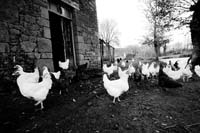 campagne38_poules
